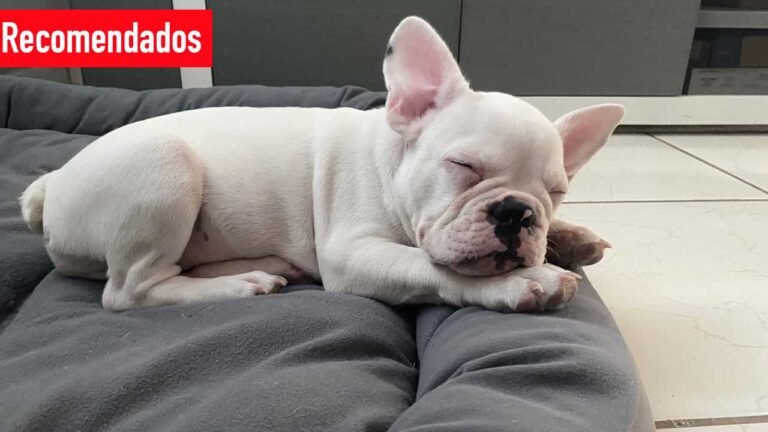 Lee más sobre el artículo ¿Cómo funciona la cama antiestrés para perros y gatos?